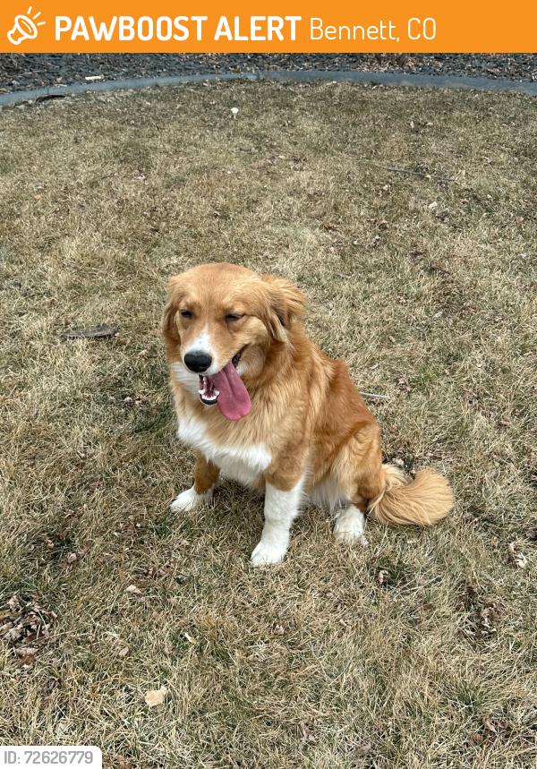 Found/Stray Female Dog last seen 26th and Powhatan Road, Bennett, CO 80102