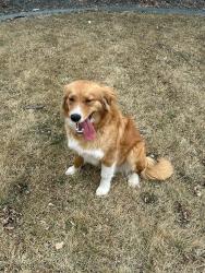 Found/Stray Female Dog last seen 26th and Powhatan Road, Bennett, CO 80102