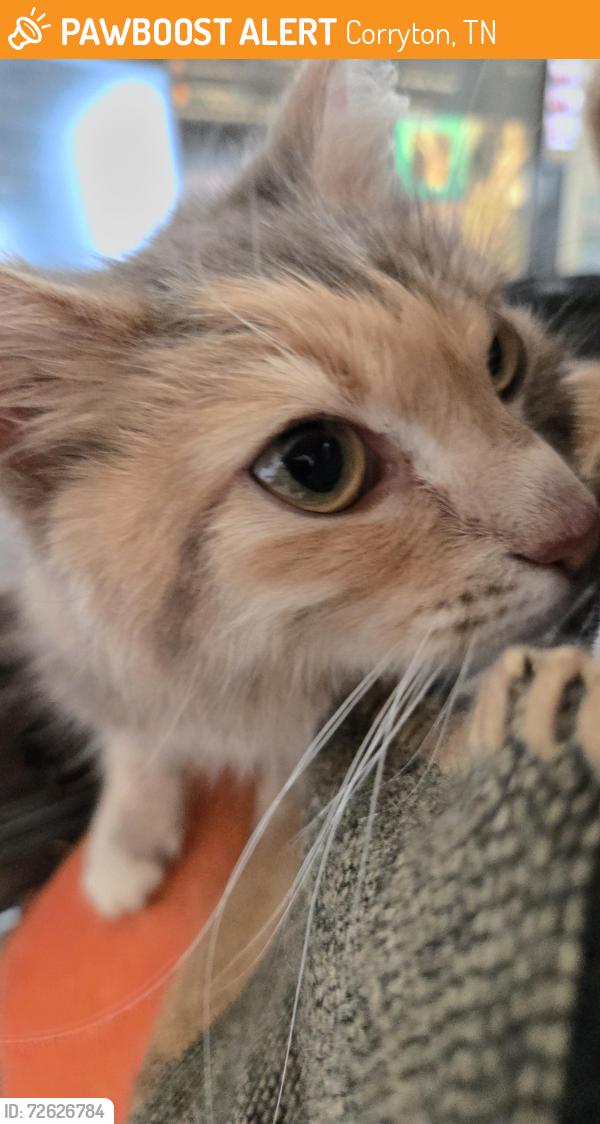 Found/Stray Female Cat last seen Emory Road and Tazewell Pike, Corryton, TN 37721