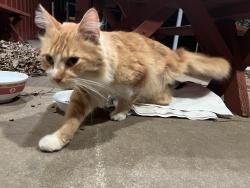 Found/Stray Unknown Cat last seen Kids gas station , Tuttle, OK 73089