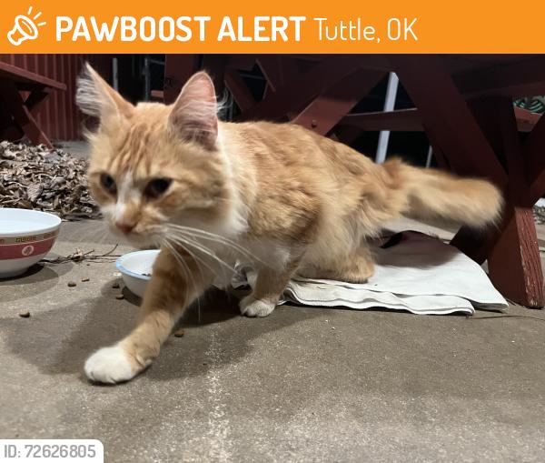 Found/Stray Unknown Cat last seen Kids gas station , Tuttle, OK 73089