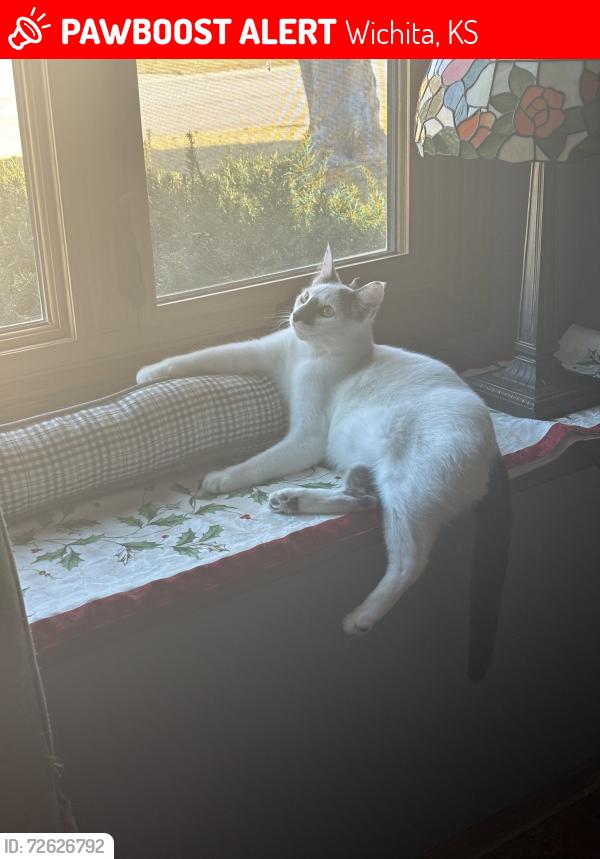 Lost Male Cat last seen Central. 119th streets, Wichita, KS 67212
