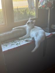 Lost Male Cat last seen Central. 119th streets, Wichita, KS 67212