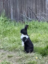 Found/Stray Unknown Rabbit last seen Gold Run Ave, Sacramento, CA 95842