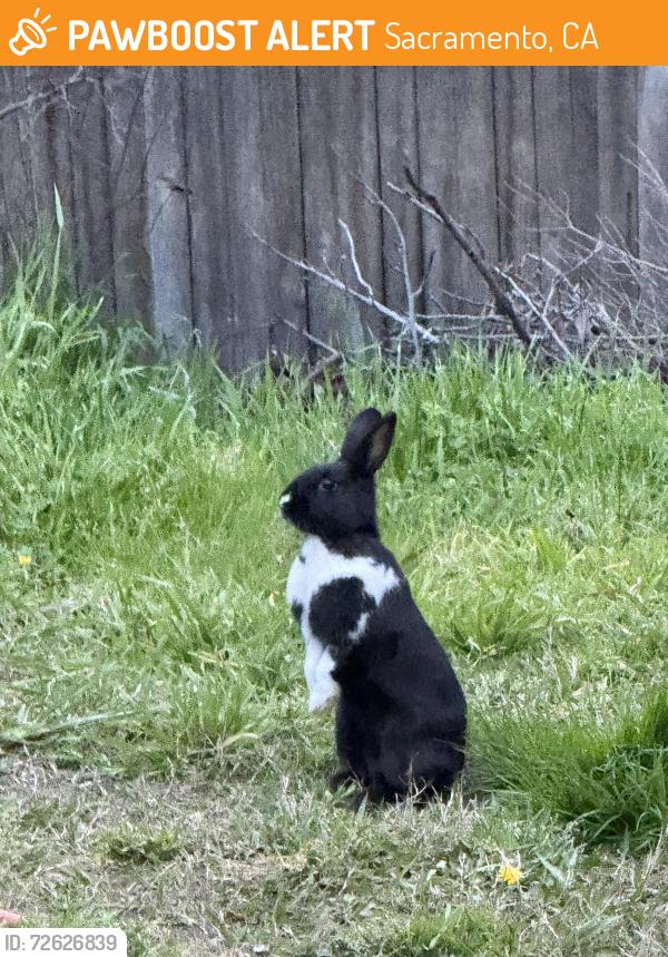 Found/Stray Unknown Rabbit last seen Gold Run Ave, Sacramento, CA 95842
