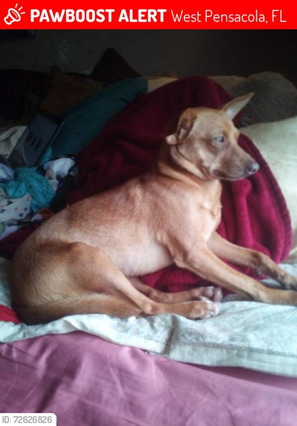 Lost Male Dog last seen Border st, West Pensacola, FL 32505