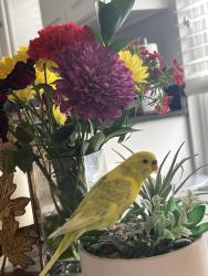 Lost Unknown Bird last seen W 13 mile road Novi (close to Pavilion Park), Novi, MI 48377