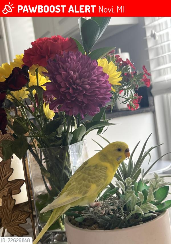 Lost Unknown Bird last seen W 13 mile road Novi (close to Pavilion Park), Novi, MI 48377