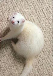Lost Female Ferret last seen Near , Albuquerque, NM 87108