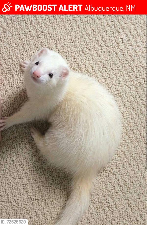 Lost Female Ferret last seen Near , Albuquerque, NM 87108