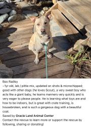 Reunited Male Dog last seen Dog park, Anaheim, CA 92804