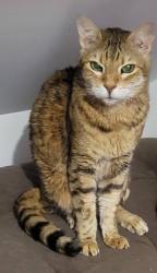 Lost Male Cat last seen Rappolla St. and Fait Ave., Baltimore, MD 21224
