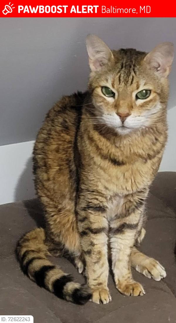 Lost Male Cat last seen Rappolla St. and Fait Ave., Baltimore, MD 21224