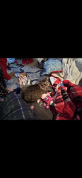 Lost Female Cat last seen Matlock drive, Knoxville, TN 37921