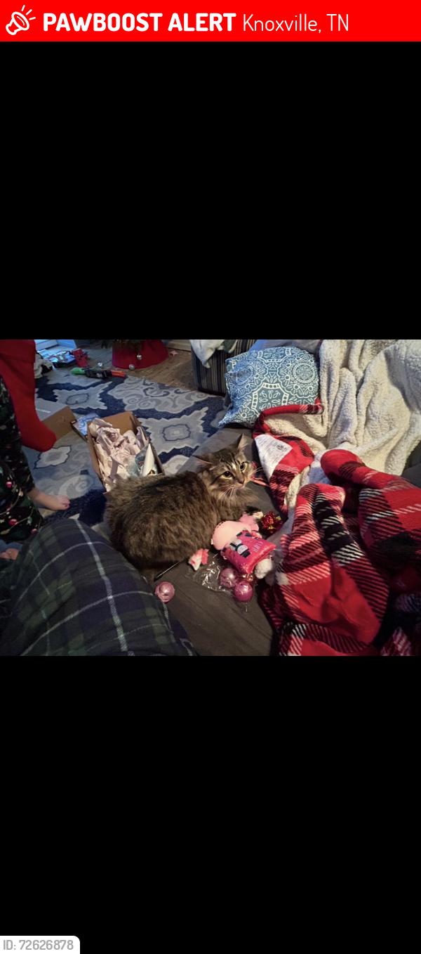 Lost Female Cat last seen Matlock drive, Knoxville, TN 37921
