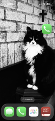Lost Male Cat last seen 47th and Richmond Avenue , Kansas City, KS 66102