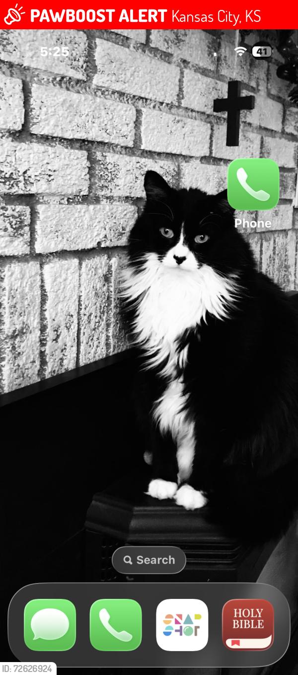 Lost Male Cat last seen 47th and Richmond Avenue , Kansas City, KS 66102
