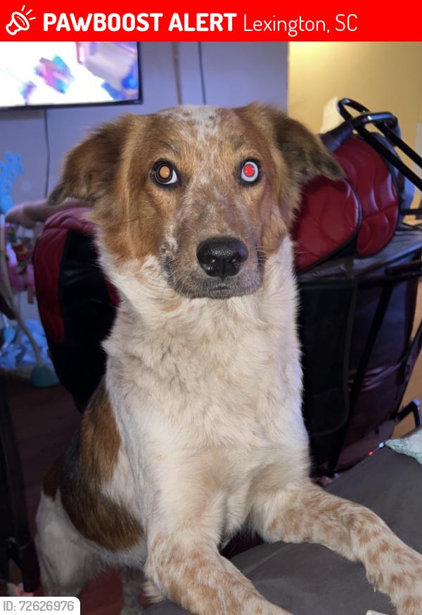 Lost Female Dog last seen The store on hwy 6 , Lexington, SC 29073