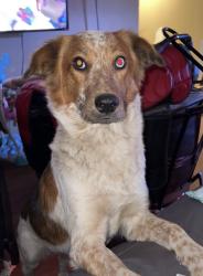 Lost Female Dog last seen The store on hwy 6 , Lexington, SC 29073