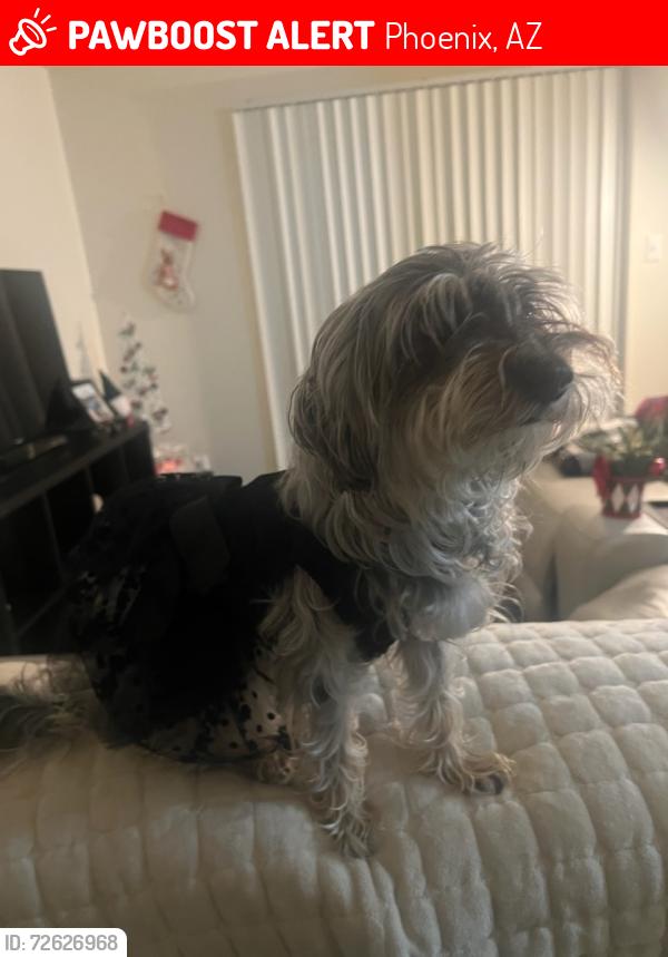 Lost Female Dog last seen 19th Avenue & Union Hills, Phoenix, AZ 85023