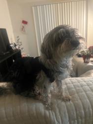 Lost Female Dog last seen 19th Avenue & Union Hills, Phoenix, AZ 85023