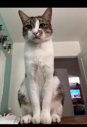 Lost Male Cat last seen E bell de mar , Tempe, AZ 85283