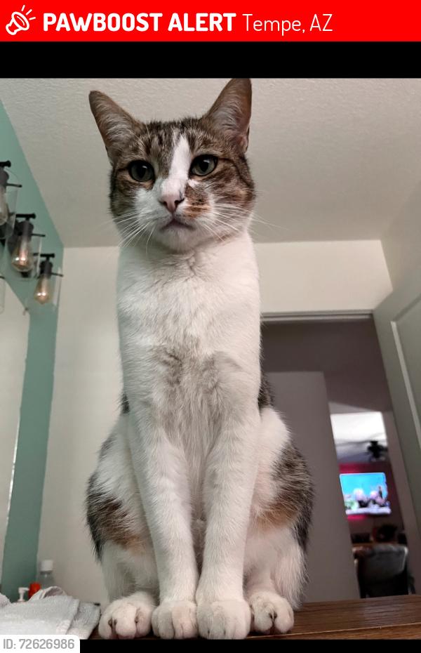 Lost Male Cat last seen E bell de mar , Tempe, AZ 85283