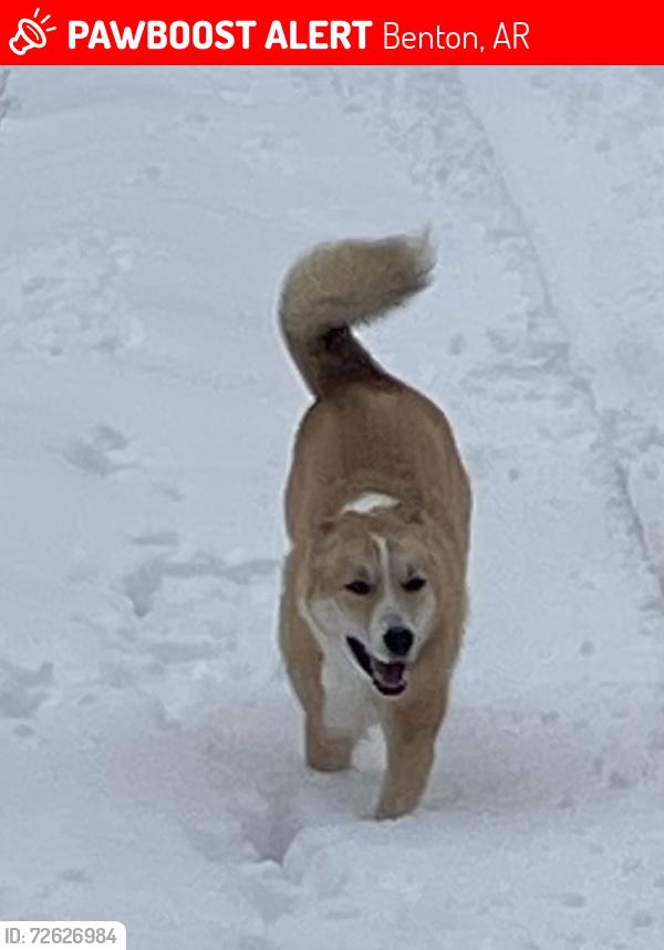 Lost Male Dog last seen Between Haskell and JJ’s Truck Stop, Benton, AR 72015