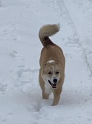 Lost Male Dog last seen Between Haskell and JJ’s Truck Stop, Benton, AR 72015