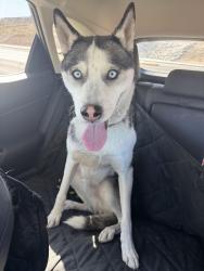 Found/Stray Unknown Dog last seen Ft Apache n Warm Springs Las vegas , Blue Diamond, NV 89161