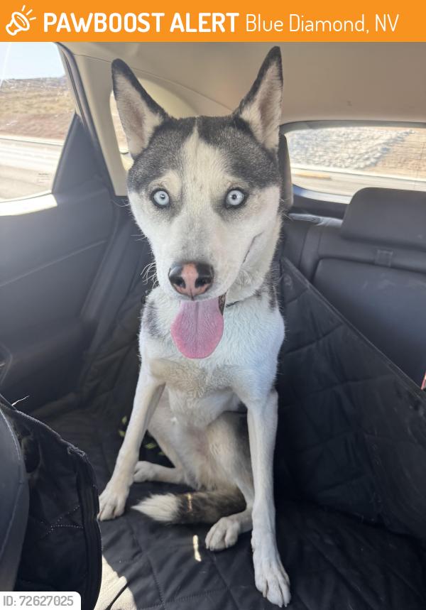 Found/Stray Unknown Dog last seen Ft Apache n Warm Springs Las vegas , Blue Diamond, NV 89161