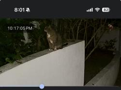 Found/Stray Unknown Cat last seen Alta View Drive and Wrightwood Lane, Los Angeles, CA 91604