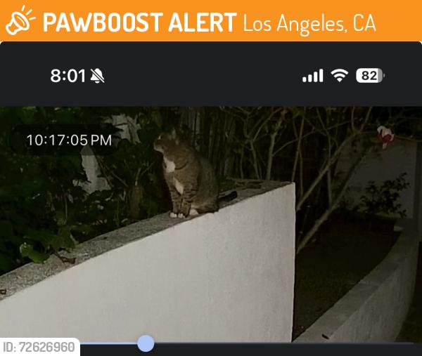Found/Stray Unknown Cat last seen Alta View Drive and Wrightwood Lane, Los Angeles, CA 91604