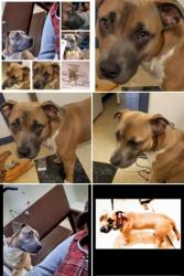 Lost Male Dog last seen Oxford, Oxford, OH 45056