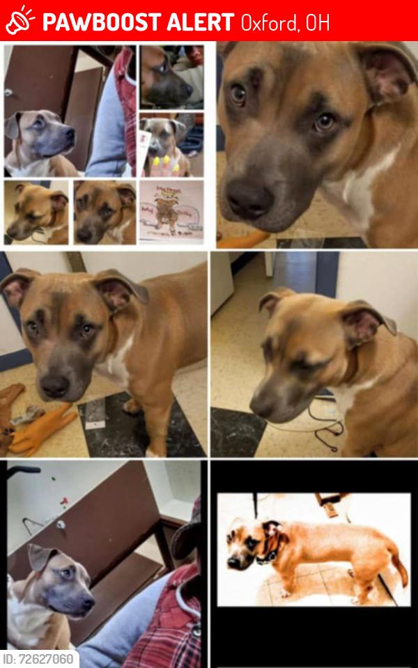 Lost Male Dog last seen Oxford, Oxford, OH 45056