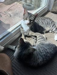 Lost Male Cat last seen Near , New Smyrna Beach, FL 32168