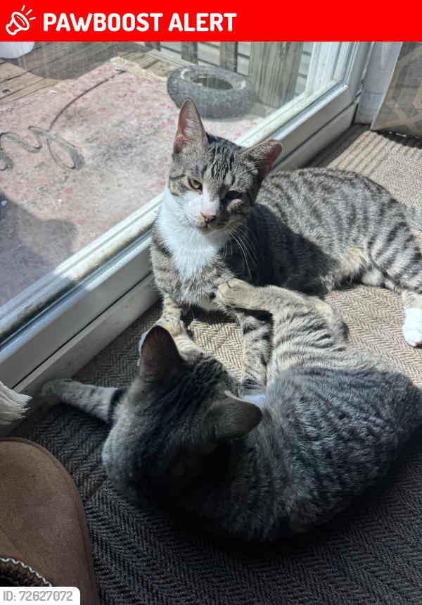 Lost Male Cat last seen Near , New Smyrna Beach, FL 32168