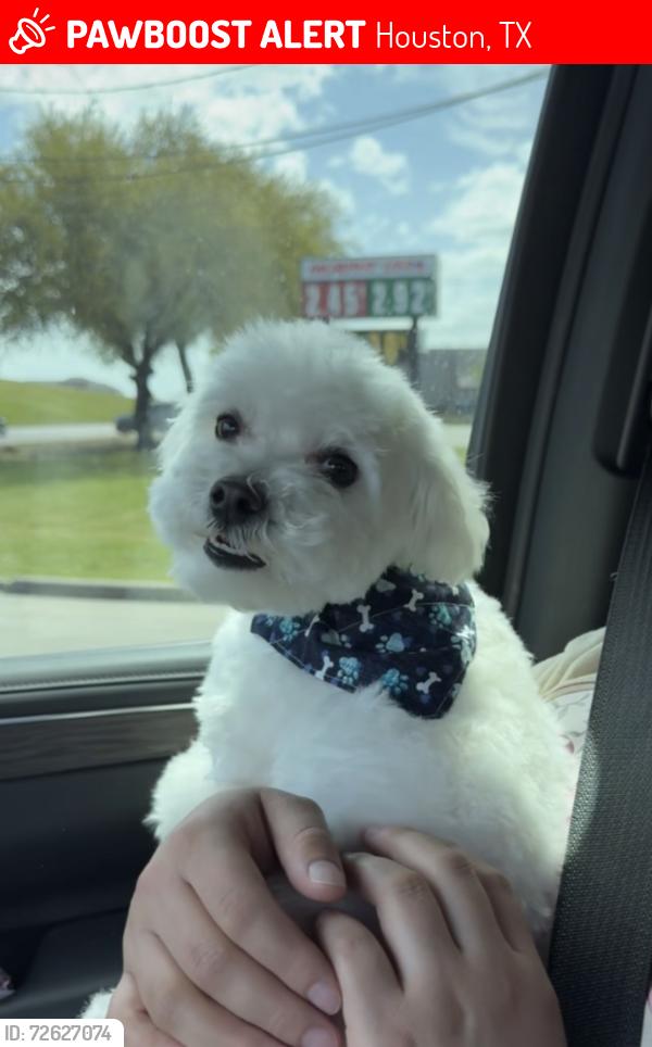 Lost Male Dog last seen Fragrant pine ln , Houston, TX 77049