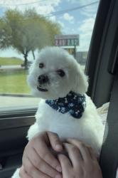 Lost Male Dog last seen Fragrant pine ln , Houston, TX 77049