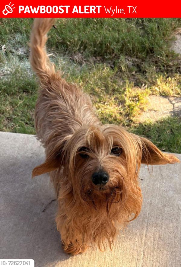 Lost Female Dog last seen Country Club/Teakwood/Windward Ln , Wylie, TX 75098