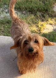 Lost Female Dog last seen Country Club/Teakwood/Windward Ln , Wylie, TX 75098