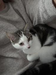 Lost Male Cat last seen Burren Hill, Burren, Northern Ireland BT34 3XY