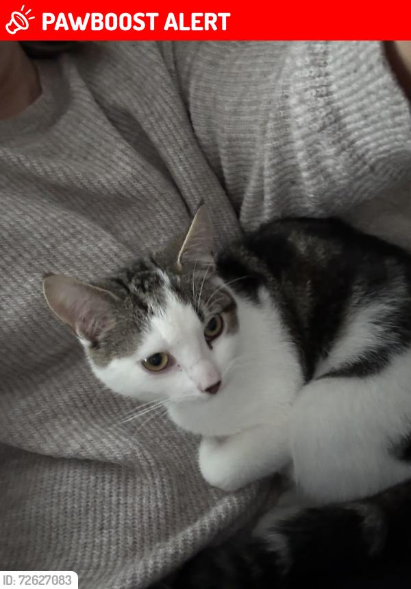 Lost Male Cat last seen Burren Hill, Burren, Northern Ireland BT34 3XY