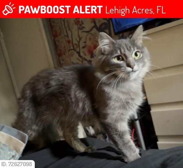 Lost Male Cat last seen W 10th St, Lehigh Acres, FL 33972