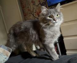 Lost Male Cat last seen W 10th St, Lehigh Acres, FL 33972