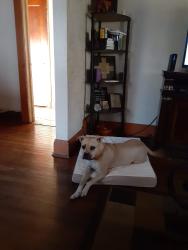 Lost Female Dog last seen 93rd , Cleveland, OH 44105