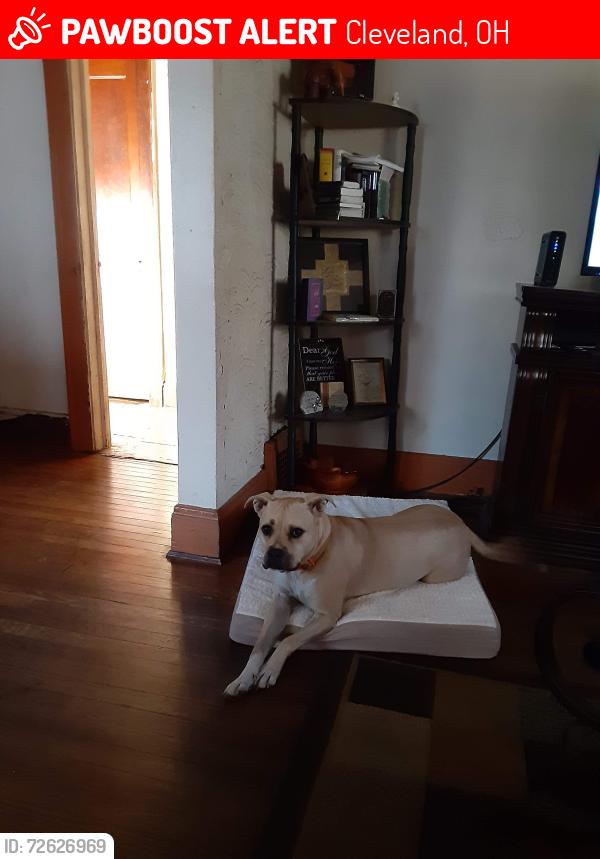 Lost Female Dog last seen 93rd , Cleveland, OH 44105