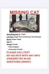 Lost Female Cat last seen Eagle Trace Community, Coral Springs, FL 33071