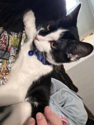 Lost Male Cat last seen Melissa LN, County Road 805, Cleburne, TX 76031