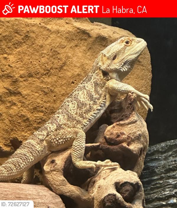 Lost Male Reptile last seen Vista Del Valle Park , La Habra, CA 90631